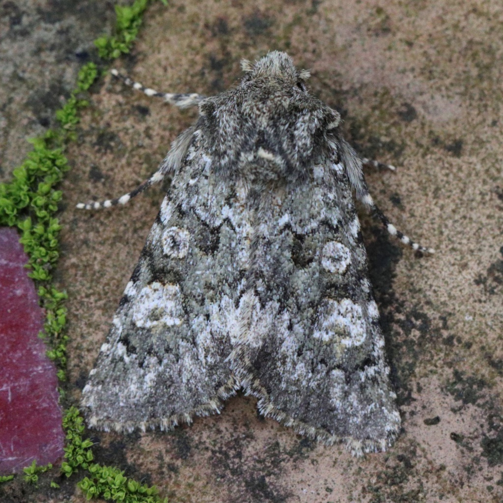 Photo of Feathered Ranunculus (Polymixis lichenea)